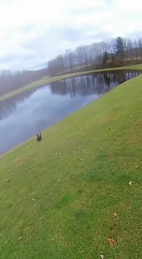 1K views | When the snapping turtle bites the bounce house  | Francisco Garcia Modelo. | Facebook