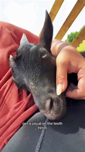 Have you ever seen goat teeth up close?