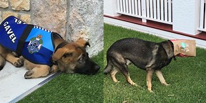 Police dog fired from job for being too friendly