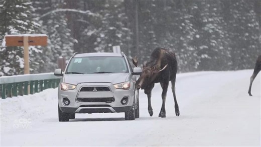 Letting moose lick your car could put them in danger