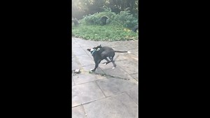 Hello, Facebook Followers! It’s breaking news time at Carla Lane, and tonight we have the new kid on the block, Herbie, ready to dish out all the highs and lows! Hey, friends! My name’s Herbie. I’m 9 months young and came into the rescue with my siblings, because let’s just say we were an unplanned surprise… like that extra pint you definitely didn’t need. I’m living my best life here—made pals with all the staff, and I say a friendly hello to the other dogs (except the ones who sound like they 