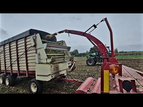 Chopping Corn Silage That Is Way To Wet For Our Dairy Cows!!! How Will It Feed???