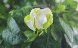 【BTS】2021春季FILA广告💐🌲🌹“这个春天将重生开始”