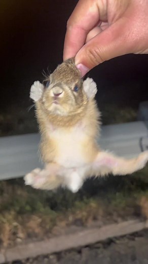 토끼의 한살이 과정