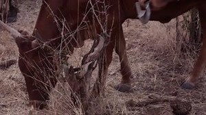 We are passionate about the land. Holistic management can help you restore the health of your land, animals and community. | Savory Institute