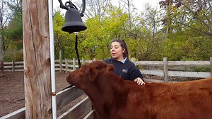 15K views · 303 reactions | On our way to the American Poultry Association National meet we stopped by the heritage breed farm at the Columbus Zoo. This is their Dexter cow calling the crowd in for a lecture on rare breeds. | The Livestock Conservancy | Facebook