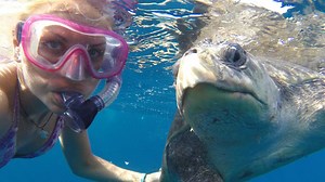109K views · 1.4K reactions | Why seeing less sea turtle eggs on the beach is a good thing. | Beautiful News | Facebook