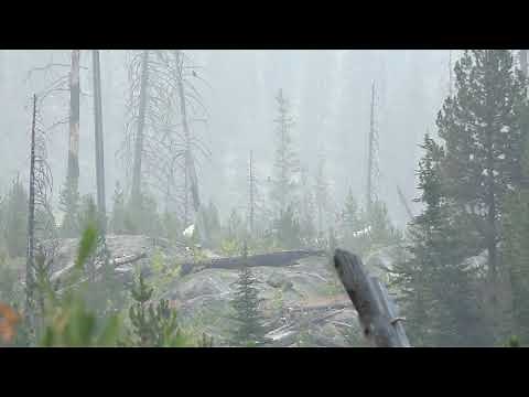 Hunting in Idaho with a bull then wolves. Watch a wolf howling.