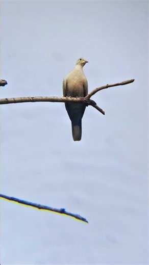 tu agar meri ye havaye tu agar #song #viralvideo #birds #sort #treding #reels