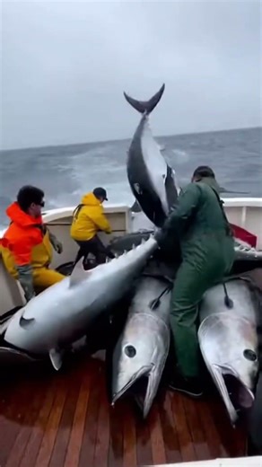 Giant Bluefin Tuna Kept Jumping Onto the Boat — Crew Barely Escaped