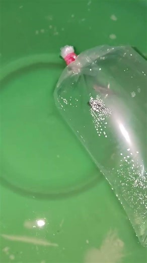 polar parrot fish 🐬✨ breeding methods for 50 like 👍