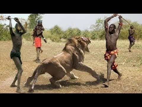 3 TIMES LIONS GOT DEFEATED IN THE AFRICAN JUNGLE HQ
