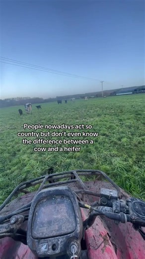 Understanding the Difference Between a Cow and a Heifer