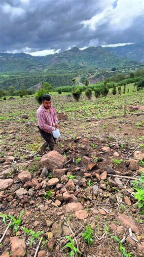 #gusanogt2 #siembra #agricultor #viral | agriculture