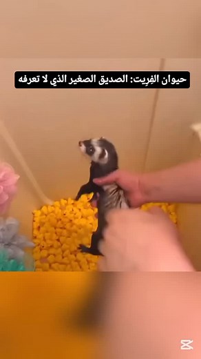 ‎مناجم المعرفة‎ on Instagram‎: ""حيوان الفِرِيت: الصديق الصغير الذي لا تعرفه" حيوان "الفِرِيت" (Ferret) هو نوع من الثدييات ينتمي إلى فصيلة ابن عرس (Mustelidae)، واسمه العلمي هو Mustela putorius furo. وليس له أسماء كثيرة شائعة بالعربية، لكن يُطلق عليه أحيانًا: فِرِيت (وهو الاسم الدارج والمأخوذ من الإنجليزية) ابن عِرس المستأنس النمس الأوروبي المستأنس (لكن هذا الاسم قد يسبب خلطًا، لأن النمس نوع مختلف قليلاً) #اكسبلور_فولو #اكسبلورر #معلومات #علوم #معلومات_مفيدة #فولو #اكسبلور #مناجم_المعرفه #تابعني