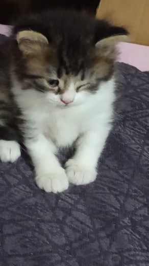 15 reactions · 3 comments | Tabiki köpeğim gece içinde geçerli  | Zeynep Terzi | Facebook