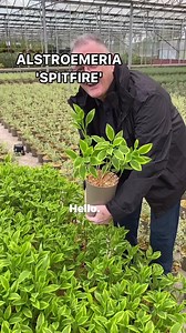 ALSTROEMERIA ‘SPITFIRE’ #plants #garden #gardening #gardentipsforbeginners #plant #alstroemeria #herbaceous | Dave The Plantman