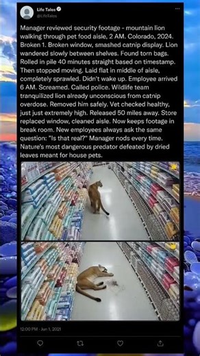 Predator Breaks In… Just to Get High on Catnip 🐱🌿😂 #CatnipChaos #WildlifeFail #FunnyAnimals #Viral