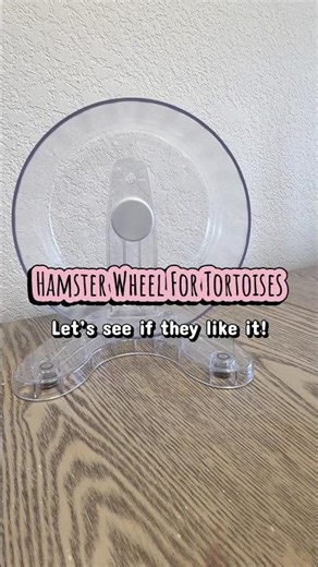 Hamster wheel for tortoises!
