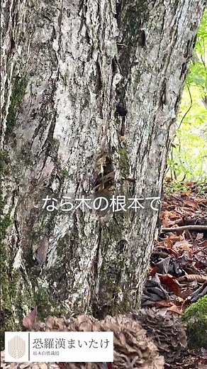 限りなく天然ものに近い恐羅漢まいたけ® - 原木自然栽培 標高約1,000mに自生する天然ナラなどの根元で栽培された希少なまいたけ