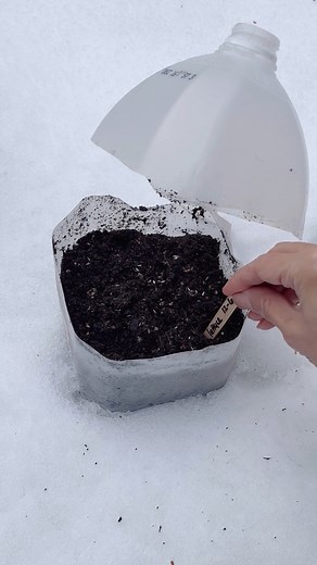 Winter sowing can save time, money, work, and space, and give you a head start on the season. In zone 8, we start anywhere from December to early March. Cooler climates can begin between February and April. Seeds can be planted directly in place or under row covers, cloches, or containers from winter through early spring. Info in pinned comment below. ⬇️ Happy winter sowing! 🌱💚 #gardening #gardeninghacks #vegetables #wintersowing #wintergarden #gardeningtips #growyourownfood #vegetablegarden #