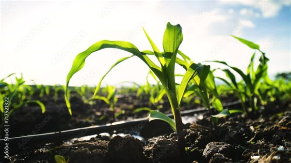 Macro of Water drips into soil from drip tape, agriculture drip irrigation system in corn sapling plantation with sun shines in evening, agricultural technology and saving water Stock Video