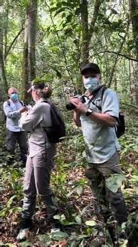 chimpanzees live in large communities of 20 to over 100 members