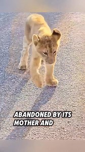 12K views · 471 reactions | This abandoned lion cub was rescued by kind people, and then this happened... #rescue #lion | Story Hub | Facebook