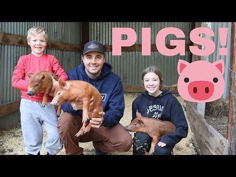 New BABY Pigs on the Farm!