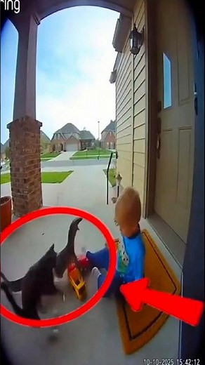 Top 3 Cats That Saved Babies’ Lives 😱🐱 | Real-Life Hero Cats Moments #rescuecatsrock