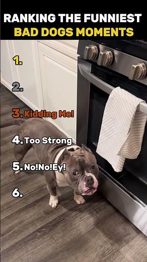 RANKING THE FUNNIEST BAD DOGS MOMENTS 🐶😂 | Naughty Pups Caught on Camera!