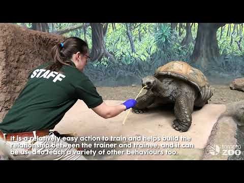How To Move A Aldabra Tortoise- Training Tuesdays Toronto Zoo