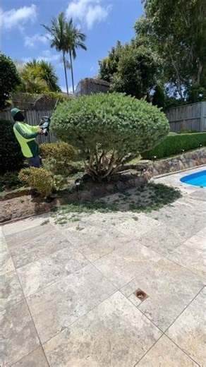 🌳 Professional Tree Trimming for a Healthier Garden ✂️