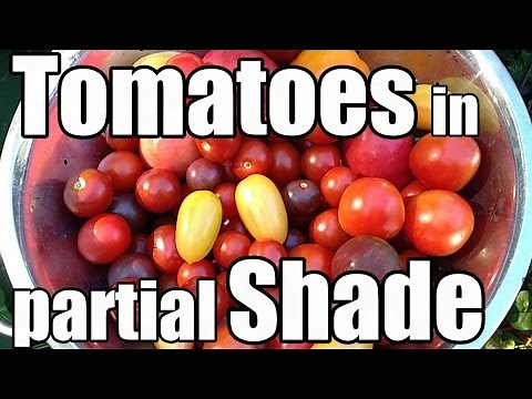 Pushing the Limits of Tomato Production in a Shaded Garden