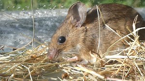 1.7K views · 59 reactions | Day 71 of Michael Blencowe's Wildlife Diary, in which have the Tale (tail?) of the bold & clever Yellow-necked Mouse. https://sussexwildlifetrust.org.uk/news/corona-wildlife-diary-day-seventy-one | Sussex Wildlife Trust | Facebook