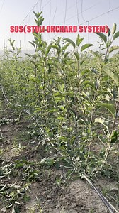 13K views · 267 reactions | SOS ( Stoli Orchard System) | Jittu Chauhan Orchardist | Facebook