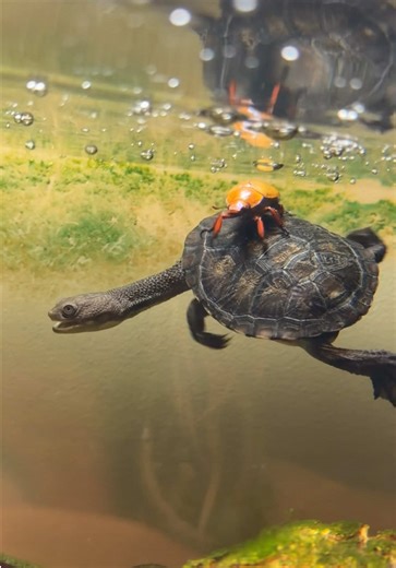 Christmas Beetles and Turtles: Nature's Lessons