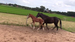 Floriando - Floriscount x Don Frederico x Noble Roi xx - Schritt