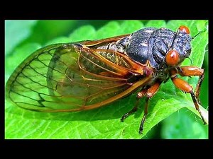 Cicadas Sounds at Night - Sound of Cicada 2020