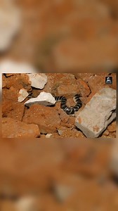 Common create snake very danger | Mirza Md Arife