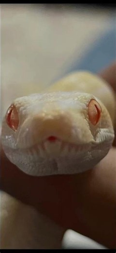 Boa constrictor before and after