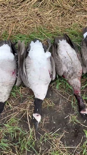 Go Watch our 6 man Limit from Early Goose Opener #hunting #waterfowl #goosehunting #limit