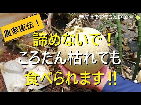 メロン栽培🍈ころたんが枯れた時でも美味しく食べる方法【有機農家直伝！無農薬で育てる家庭菜園】 22/8/9