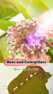 Bees and Caterpillars: A Bee In A Suit Music Video #dailybee #garden