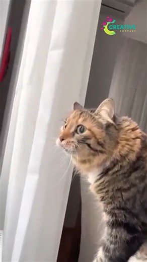 46K views · 1K reactions | He runs at full speed, then collapses like jelly. | Creative Company | Facebook