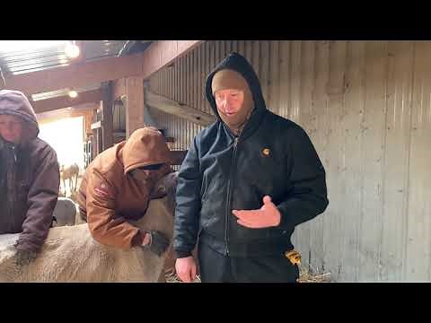 Treating Hoof Rot in Sheep and Goats