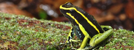 Animals that eat poisons and don’t die