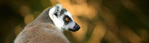 The Life and Legacy of Endora, the Oldest Aye-aye in Human Care (1983-2021) - Duke Lemur Center