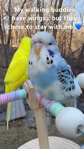 Walking with parakeets