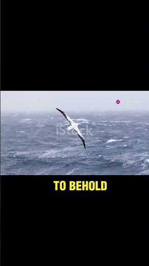 Albatross Wingspan: The Largest in the Bird World!